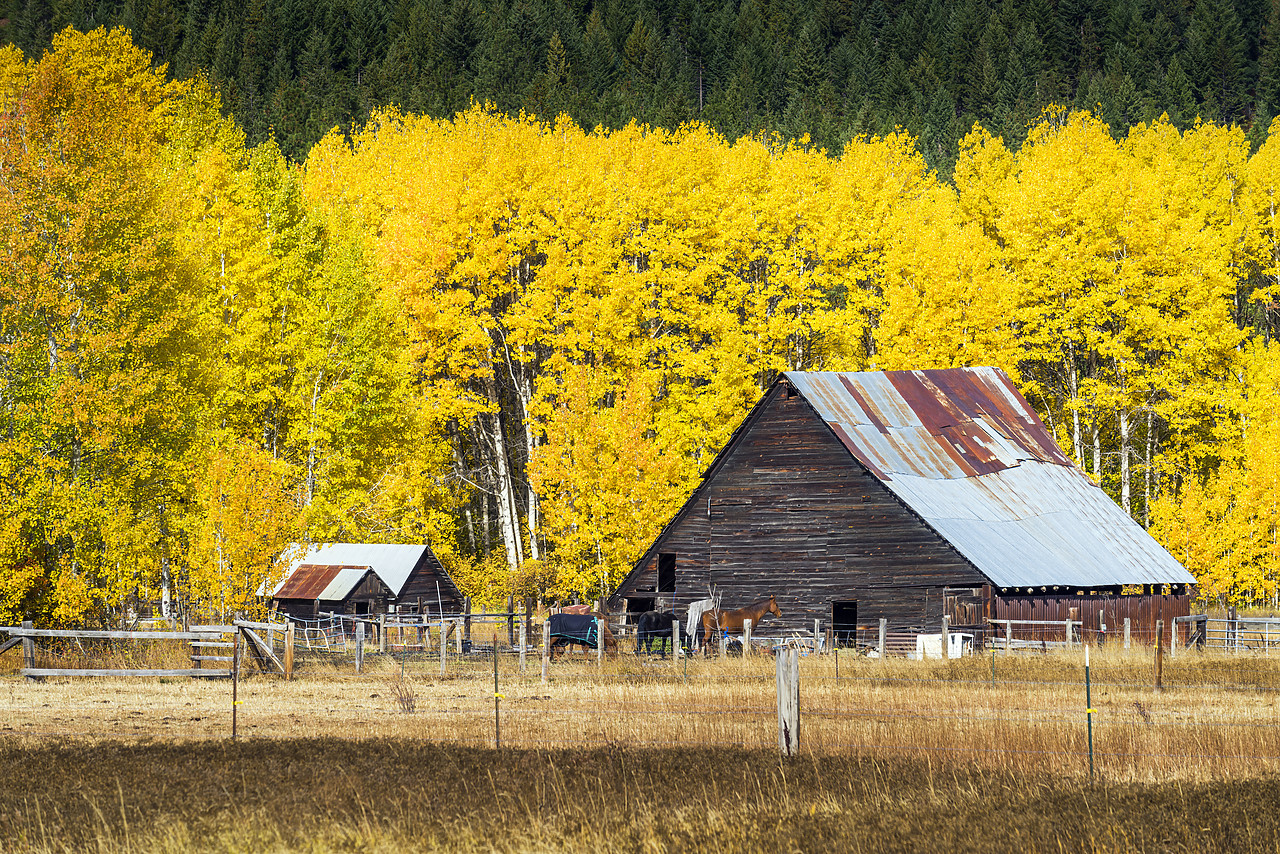 #170587-1 - Barn in Autumn, Wenatchee National Forest, Washington, USA