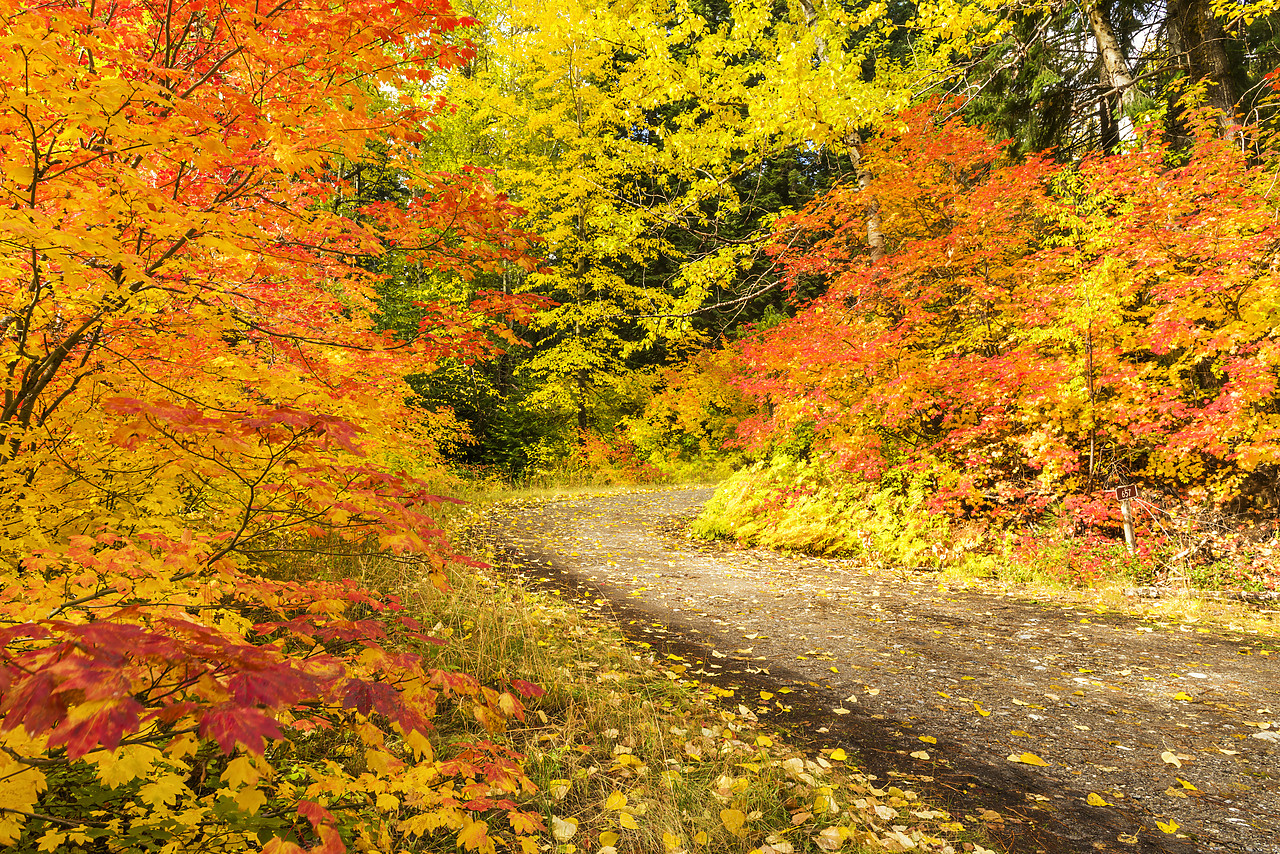#170588-1 - Country Lane in Autumn, Wenatchee National Forest, Washington, USA