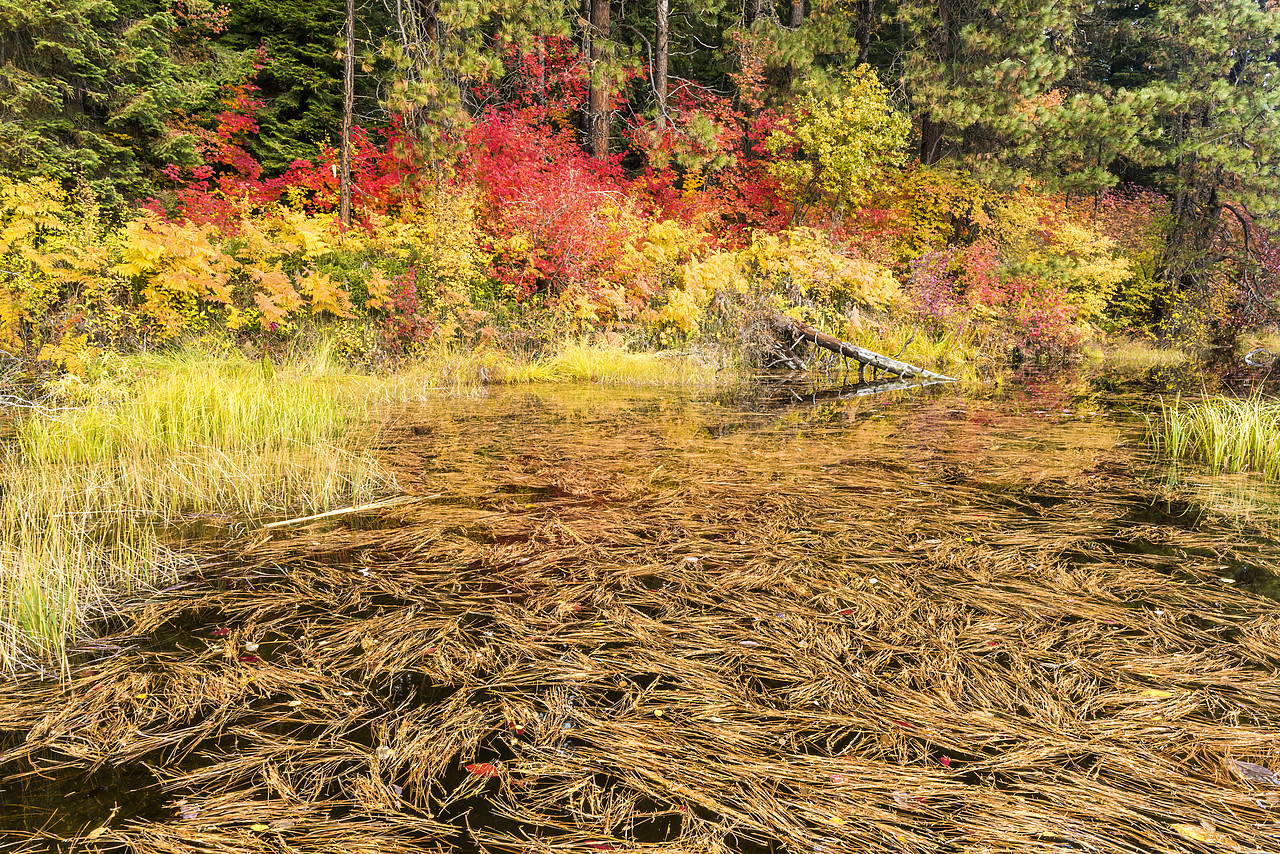 #170590-1 - Pine Needles on Pond in Autumn, Wenatchee National Forest, Washington, USA