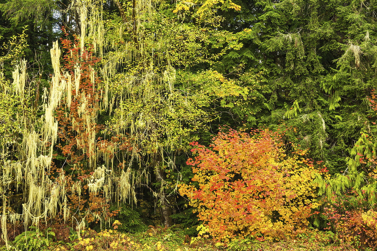 #170601-1 - Vine Maples in Autumn, North Cascades National Park Wilderness, Washington, USA