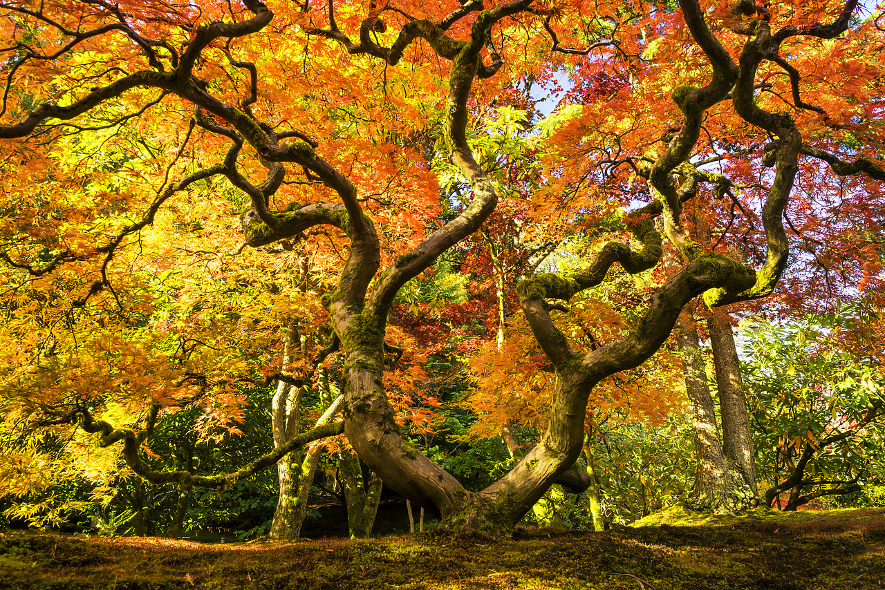 #170602-1 - Japanese Maple Tree in Autumn, Japanese Garden, Seattle, Washington, USA