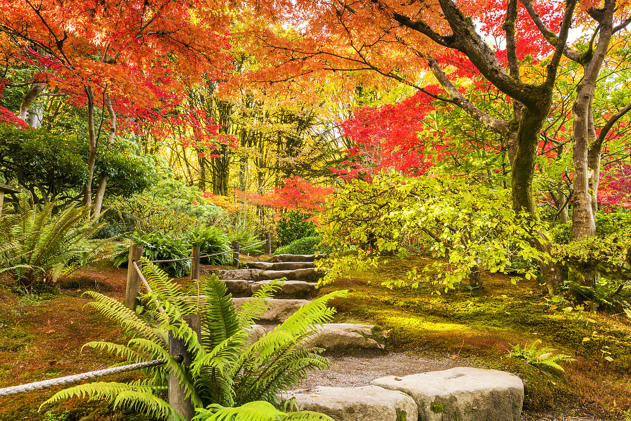 #170604-1 - Japanese Garden in Autumn, Seattle, Washington, USA