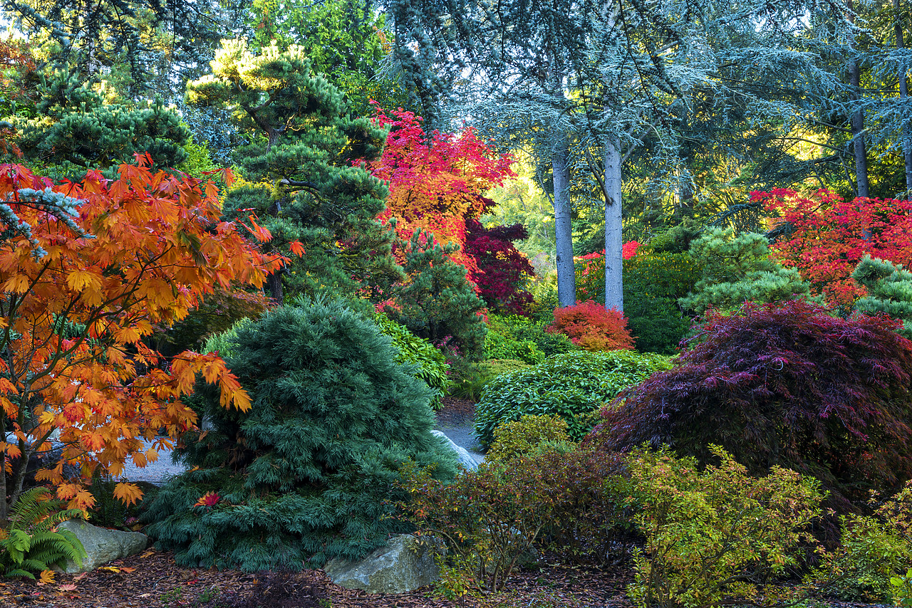 #170614-1 - Kubota Japanese Garden in Autumn, Seattle, Washington, USA