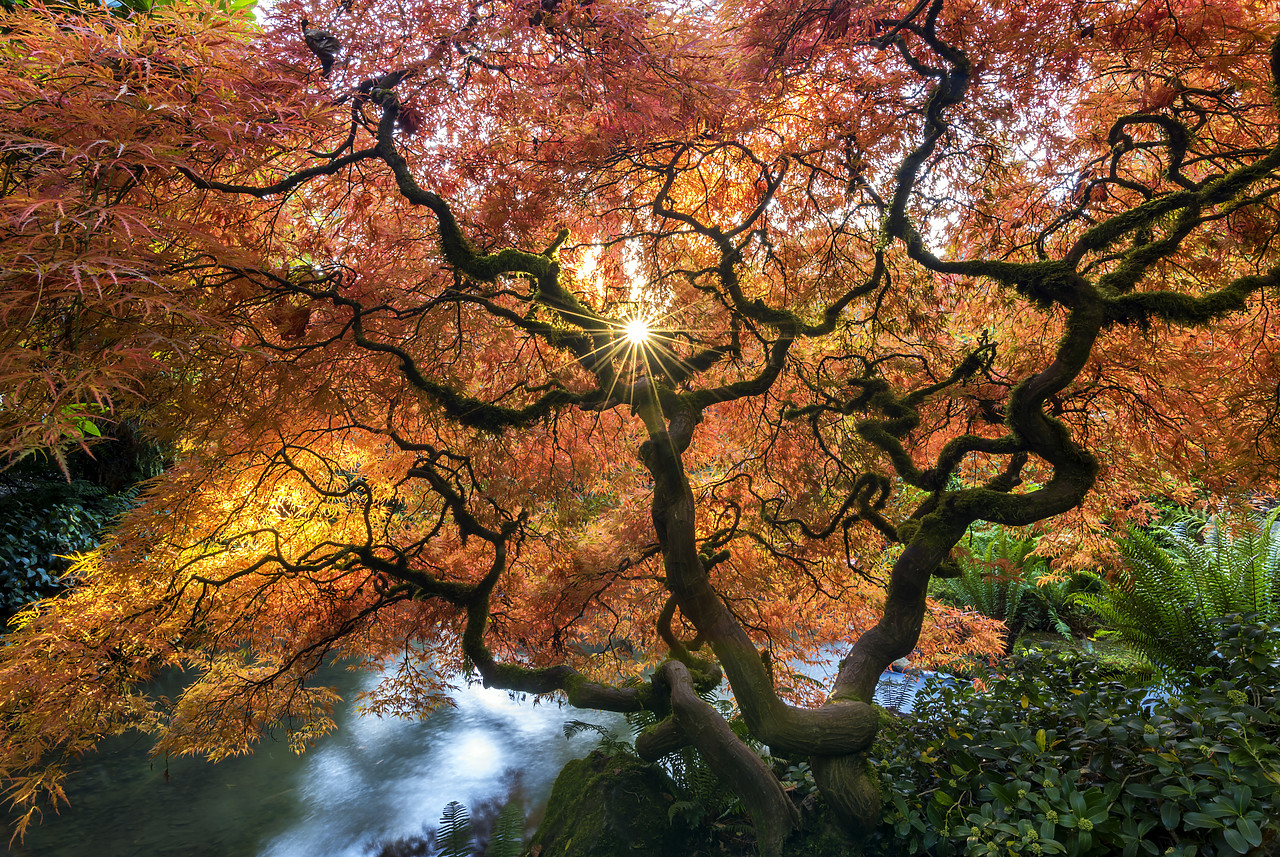 #170617-1 - Kubota Japanese Garden in Autumn, Seattle, Washington, USA