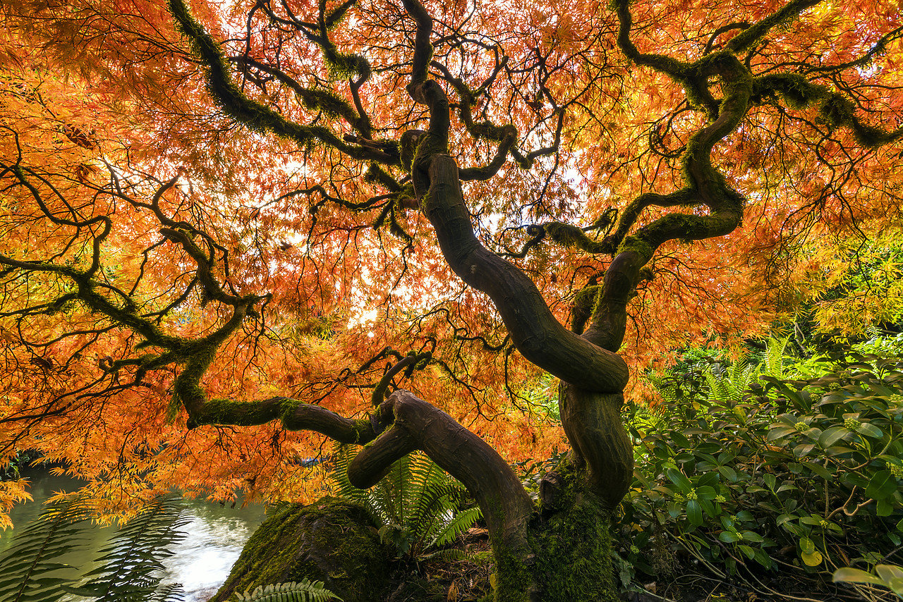 #170618-1 - Kubota Japanese Garden in Autumn, Seattle, Washington, USA