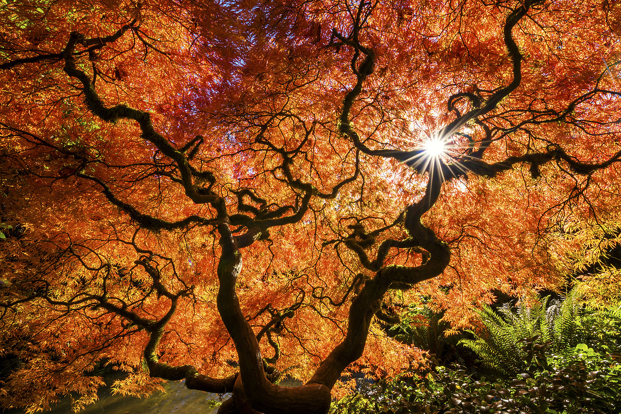 #170619-1 - Kubota Japanese Garden in Autumn, Seattle, Washington, USA
