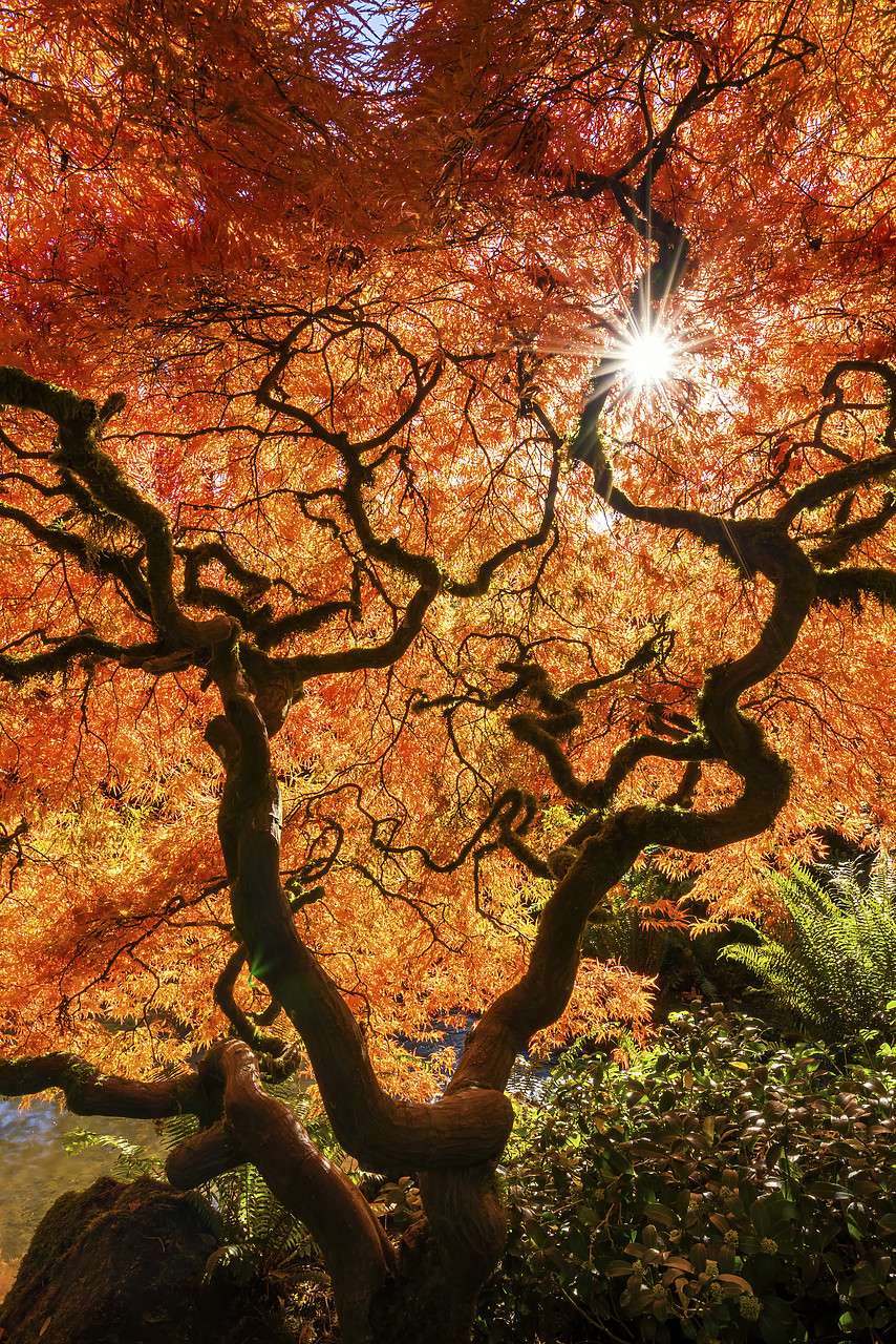 #170619-2 - Kubota Japanese Garden in Autumn, Seattle, Washington, USA