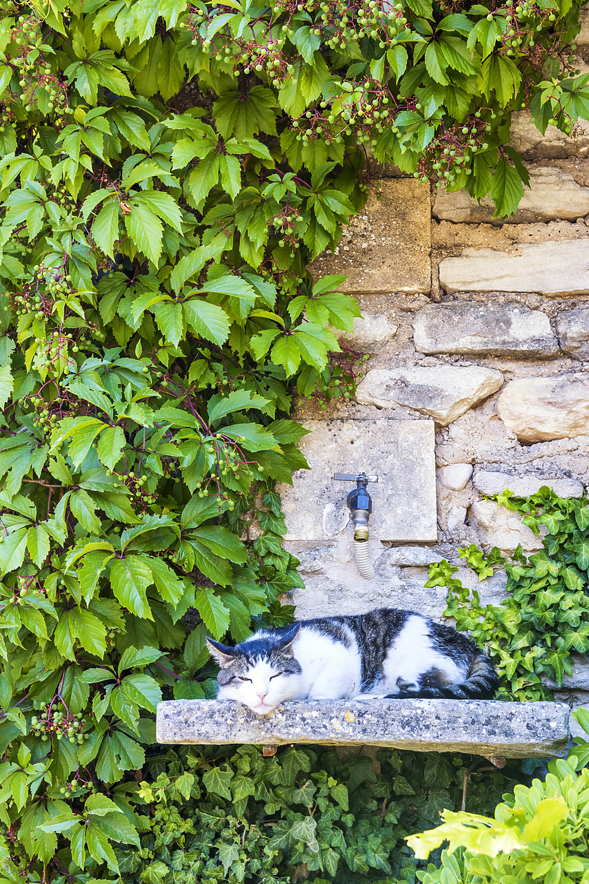 #170631-1 - Sleeping Cat, Provence, France