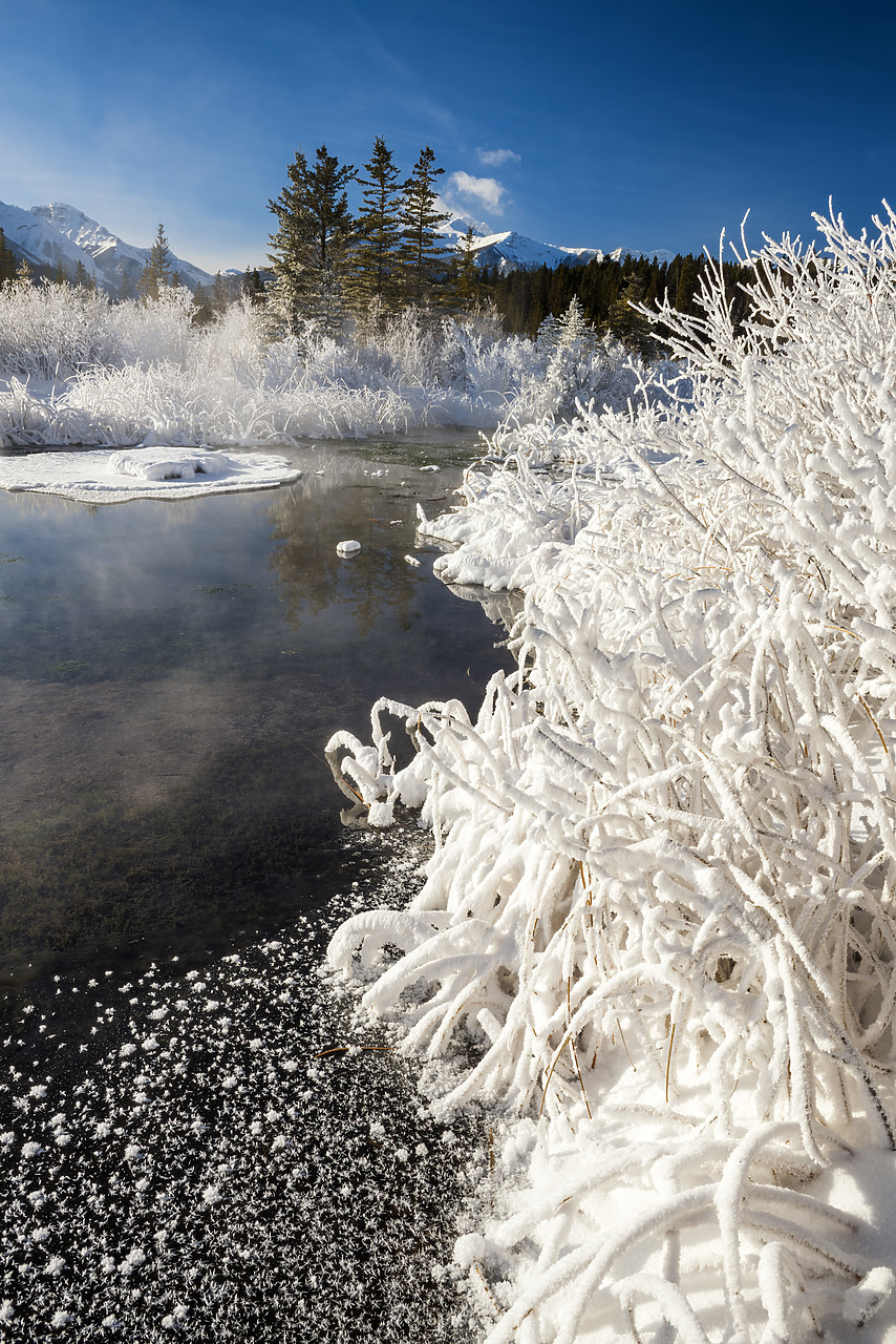 #180023-1 - Hoar Frost along Vermillion Lakes, Banff National Park, Aberta, Canada