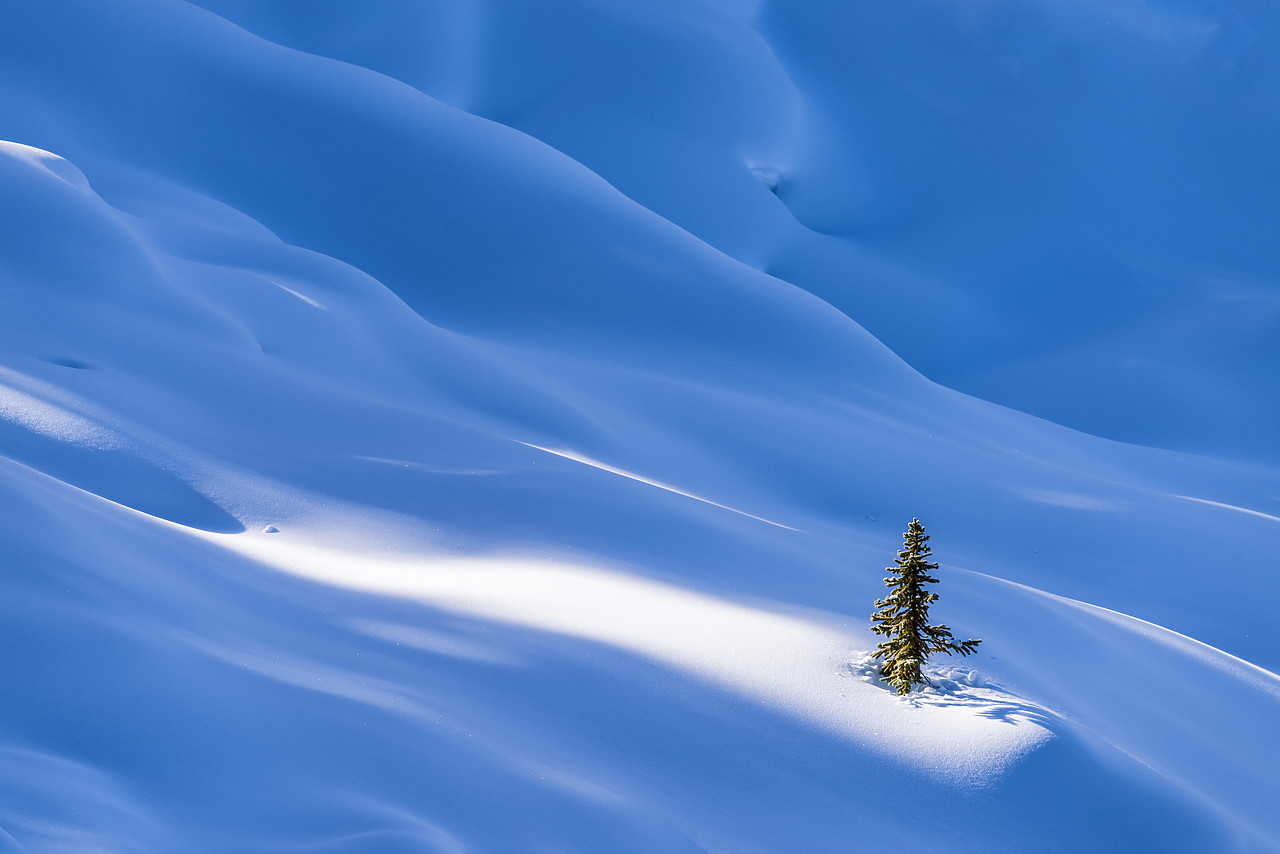 #180054-1 - Single Pine Tree in Winter, Banff National Park, Aberta, Canada