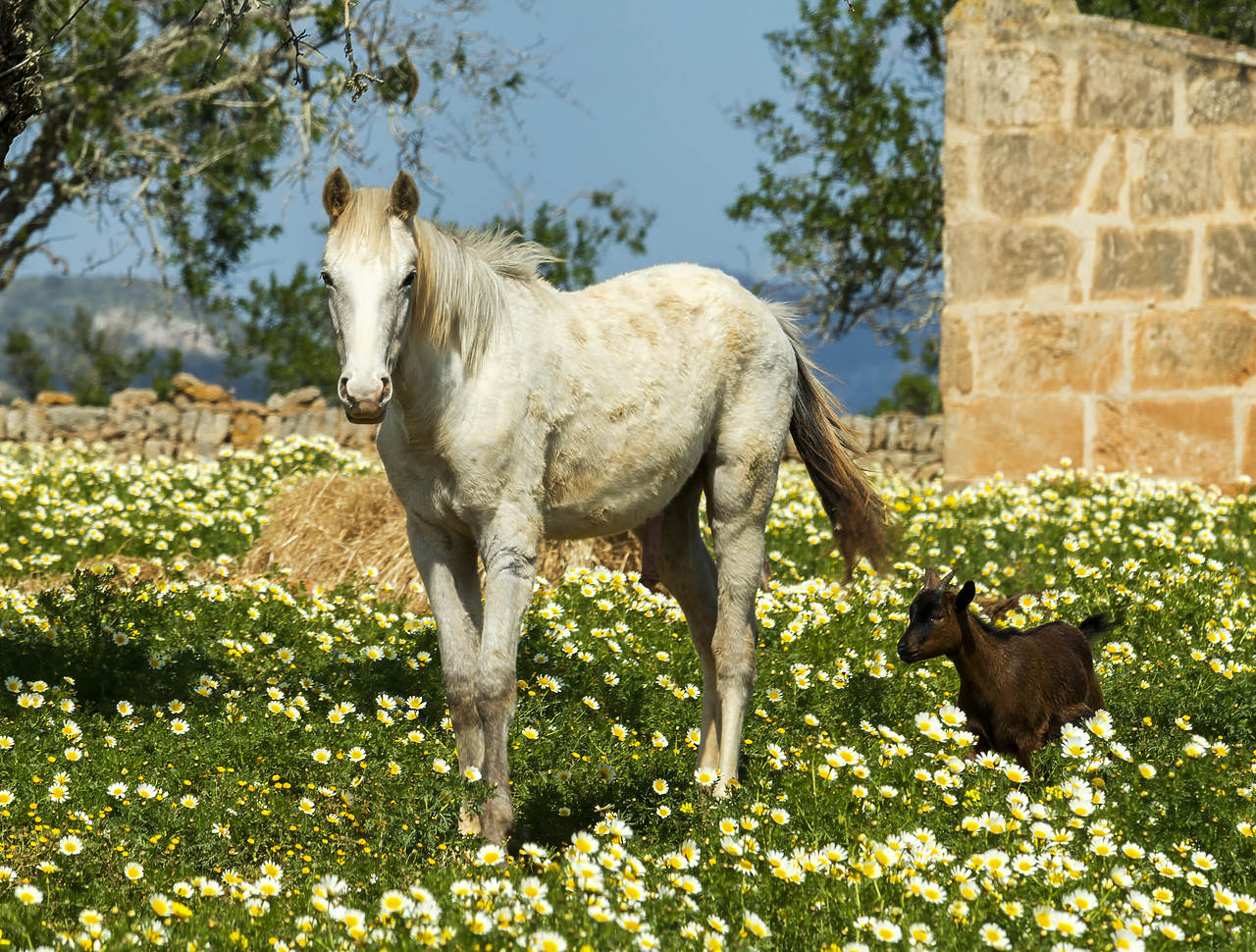 #180151-1 - Horse & Goat in Field of Wildflowers, Mallorca, Balearics, Spain