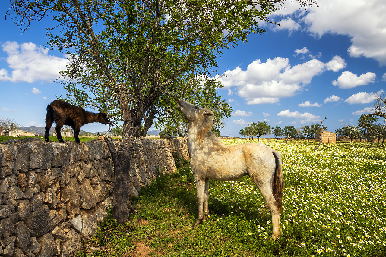 #180152-1 - Horse & Goat Eating Tree, Mallorca, Balearics, Spain