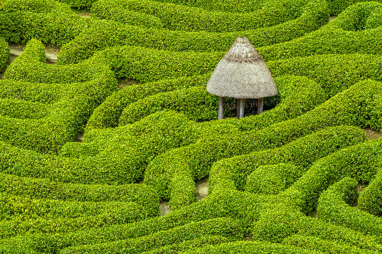 #180172-1 - Garden Maze at Glendurgan Gardens, Falmouth, Cornwall, England