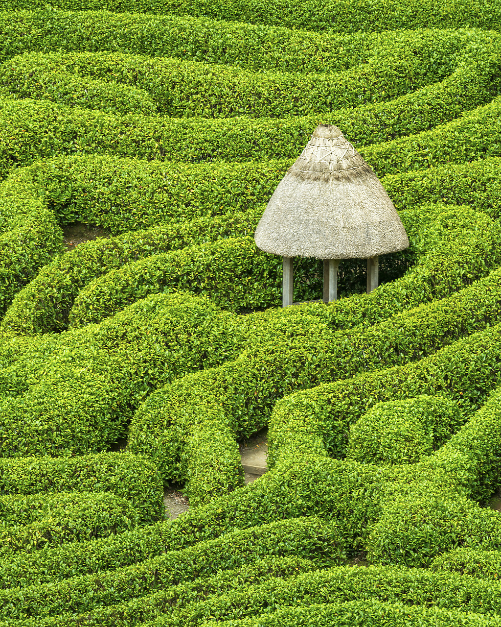 #180172-2 - Garden Maze, Glendurgan Gardens, Falmouth, Cornwall, England