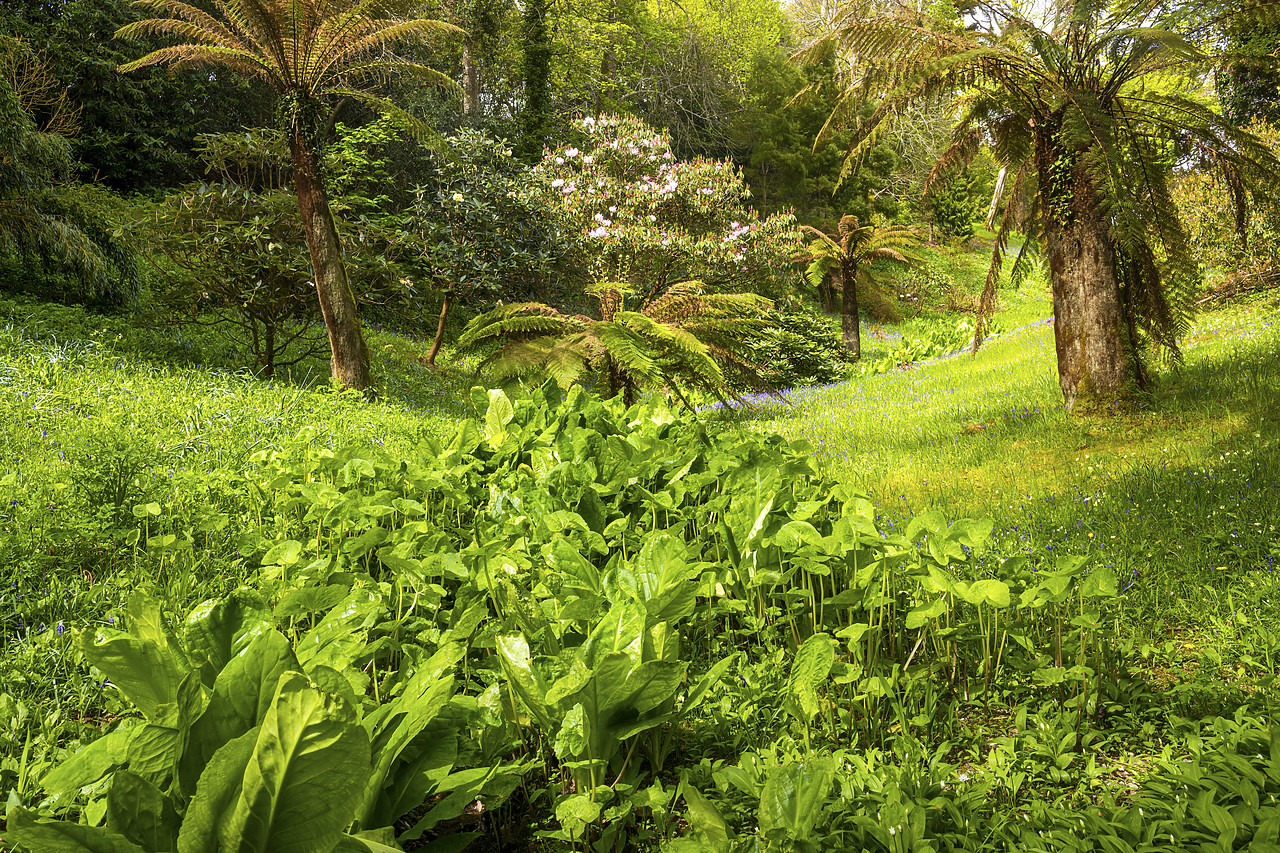 #180173-1 - Glendurgan Gardens, Falmouth, Cornwall, England