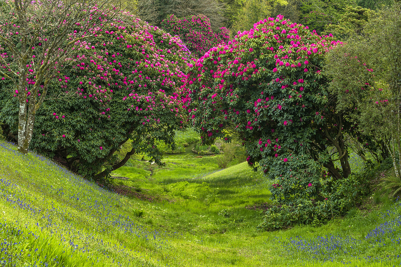 #180176-1 - Glendurgan Gardens in Spring, Falmouth, Cornwall, England