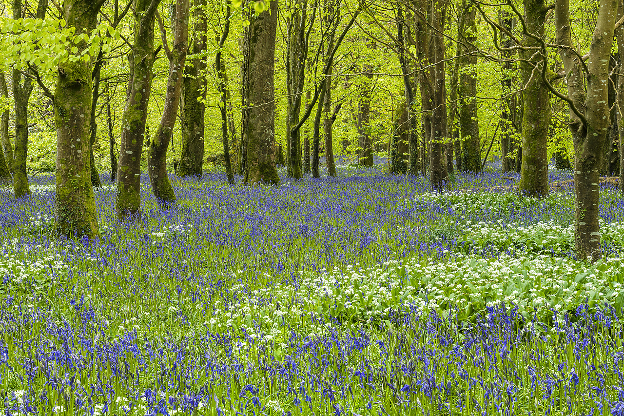 #180183-1 - Bluebell & Wild Garlic Wood, Cornwall, England