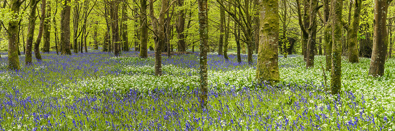 #180184-1 - Bluebell & Wild Garlic Wood, Cornwall, England