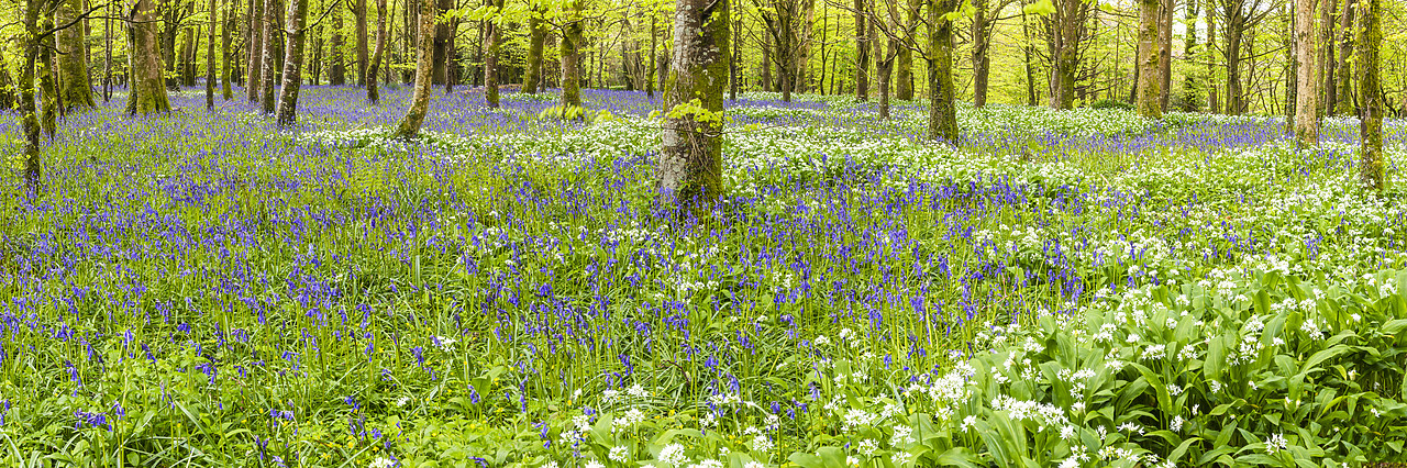#180185-1 - Bluebell & Wild Garlic Wood, Cornwall, England