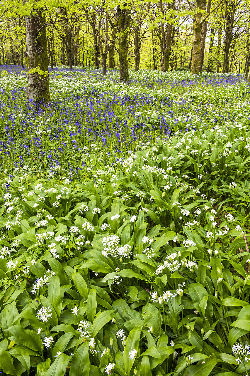 #180186-1 - Bluebell & Wild Garlic Wood, Cornwall, England