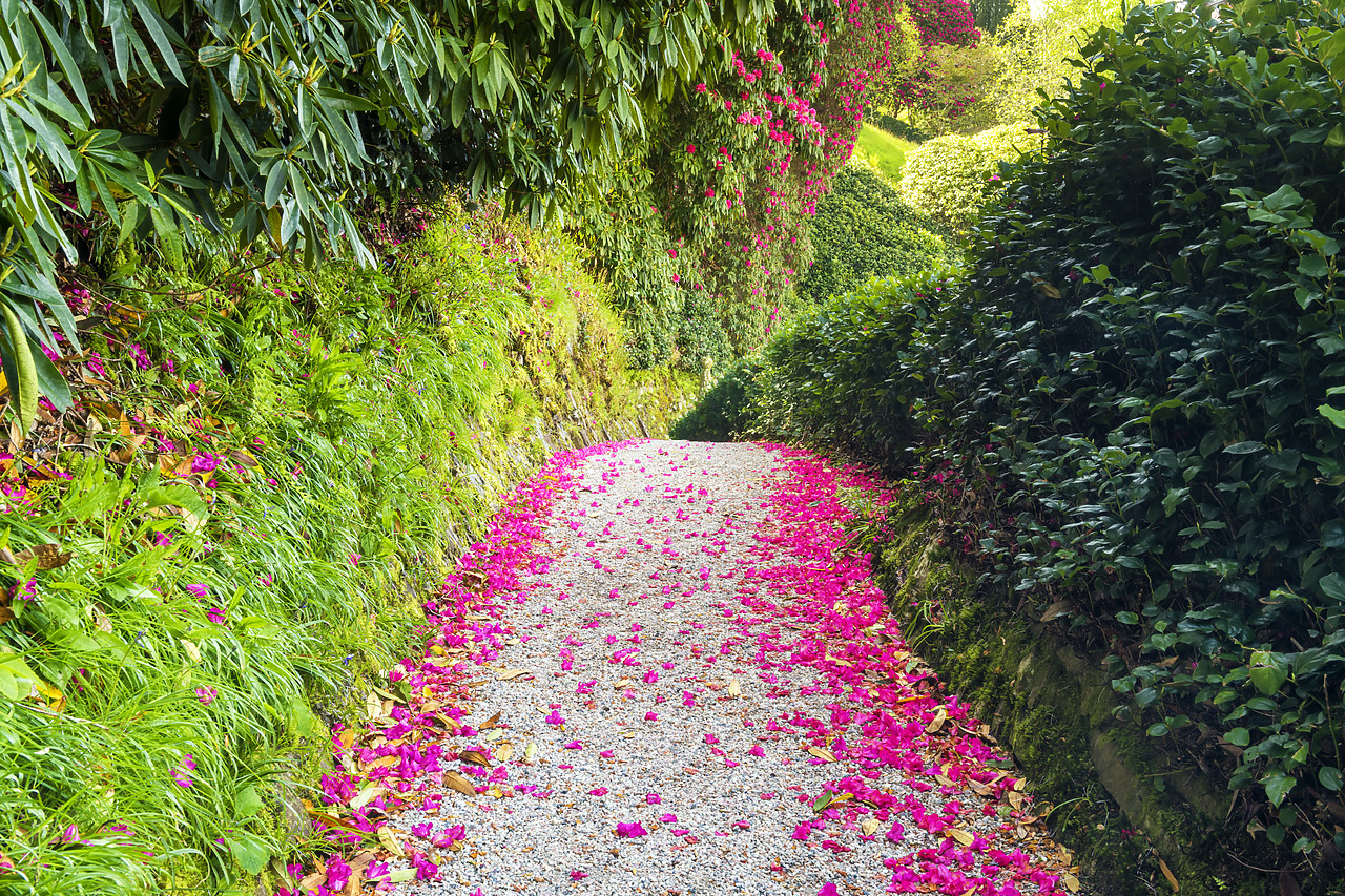 #180187-1 - Rhododendron Flower Petal Lined Path, Lanhydrock, Bodman, Cornwall, England
