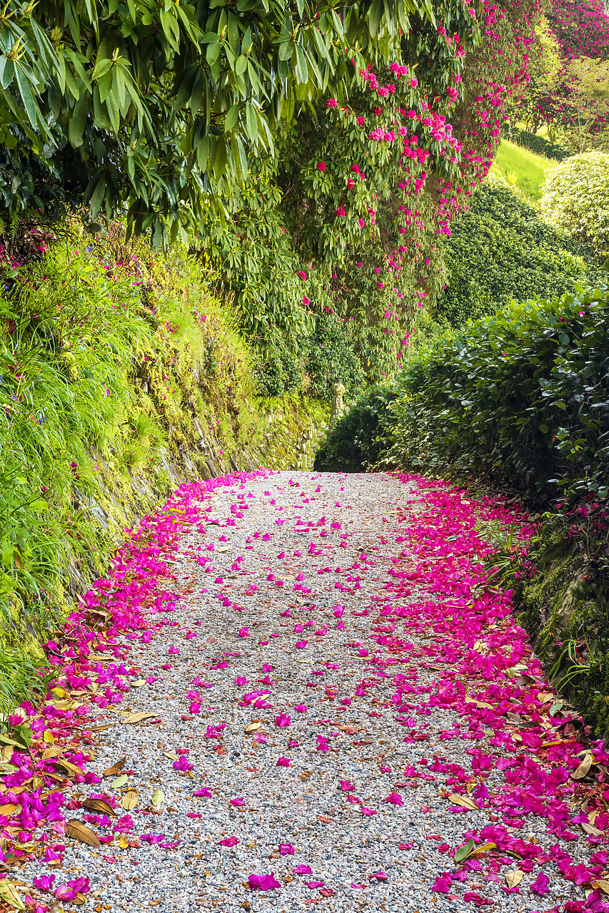 #180187-2 - Rhododendron Lined Path, Lanhydrock, Bodman, Cornwall, England