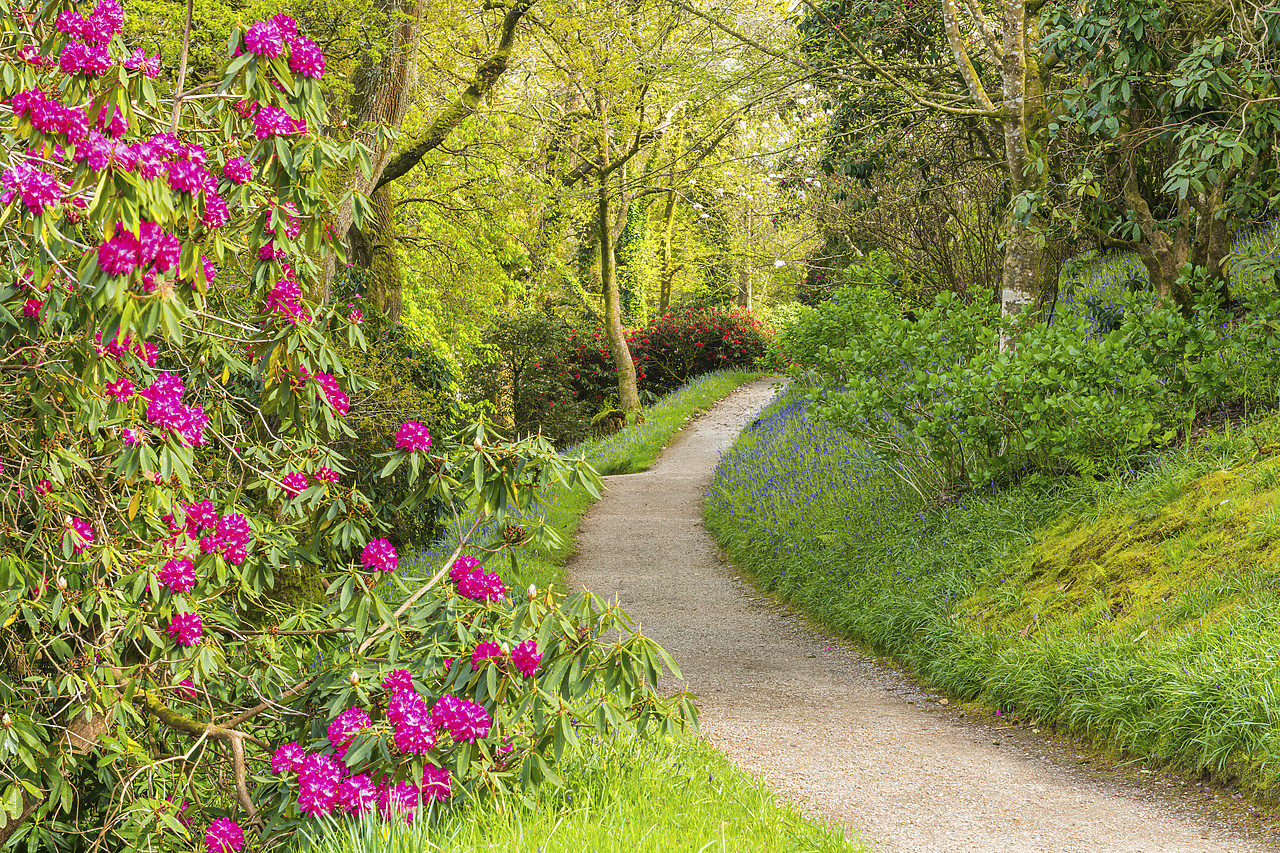 #180188-1 - Footpath Through  Glendurgan Gardens, Falmouth, Cornwall, England