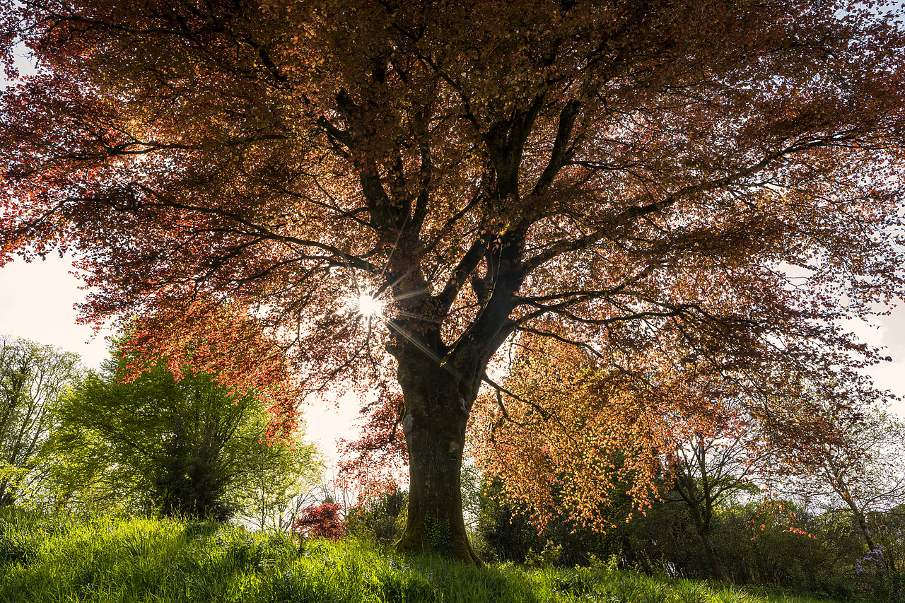 #180189-1 - Sunshine Through Copper Beech Tree, Lanhydrock, Bodman, Cornwall, England