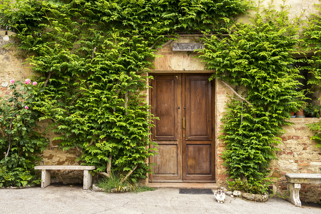 #180210-1 - Ivy-covered Wall & Door, Tuscany, Italy