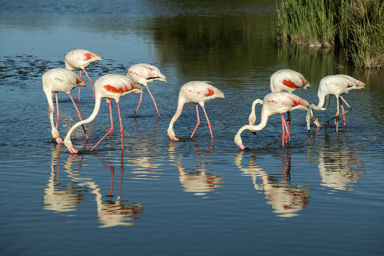 #180278-1 - Greater Flamingos, Ornithological Park, Camargue, France