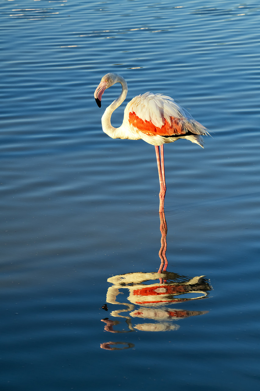 #180279-1 - Greater Flamingo, Ornithological Park, Camargue, France