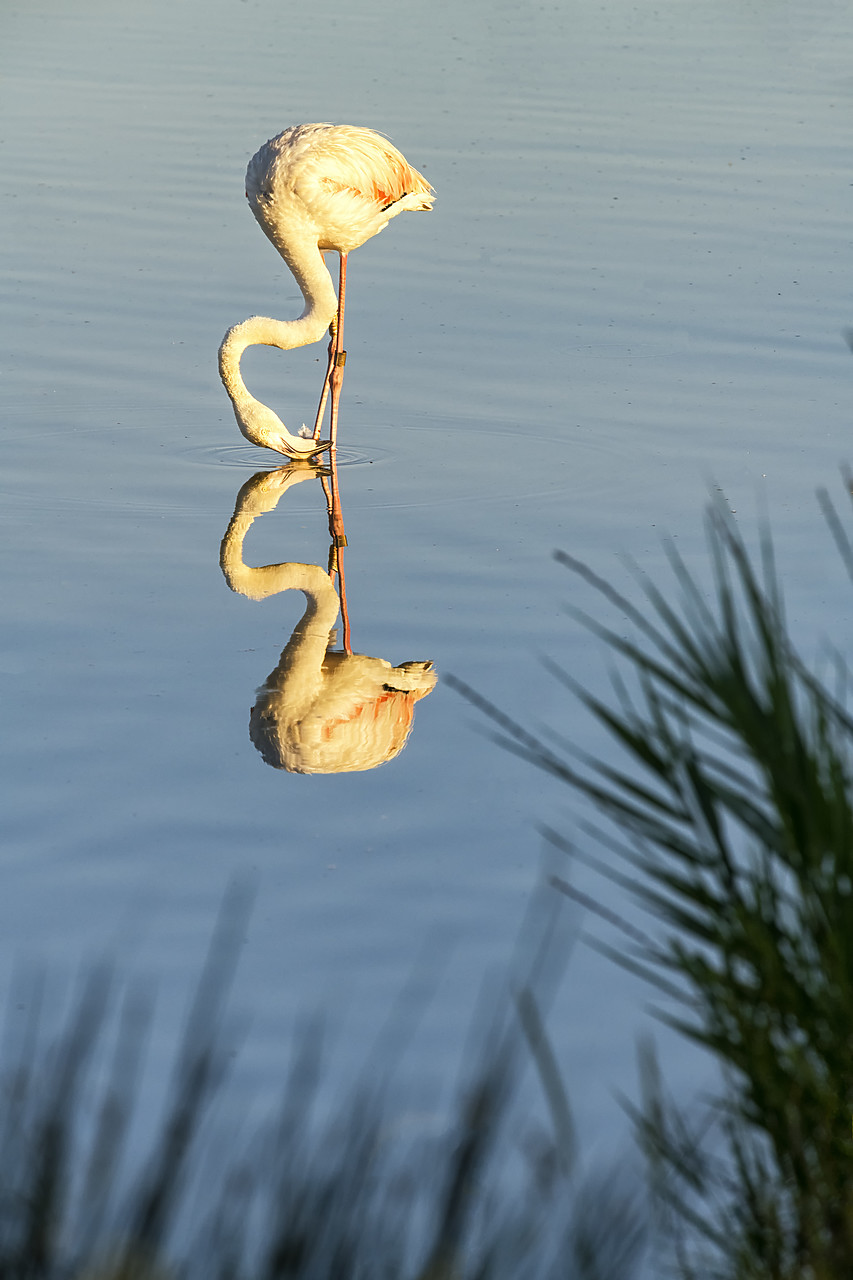 #180280-1 - Greater Flamingo, Ornithological Park, Camargue, France