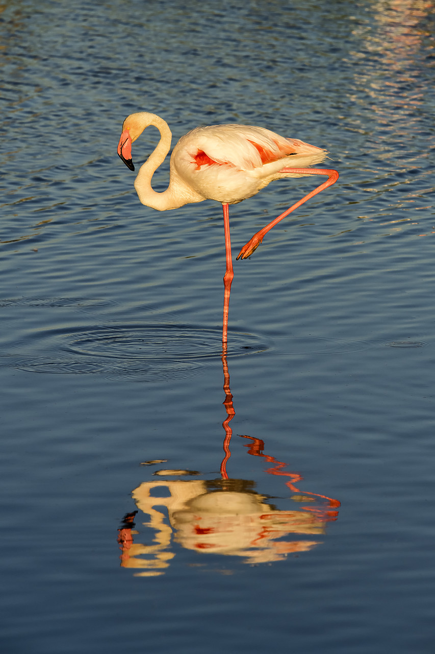 #180281-1 - Greater Flamingo, Ornithological Park, Camargue, France