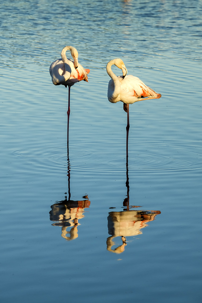 #180282-1 - Greater Flamingos, Ornithological Park, Camargue, France