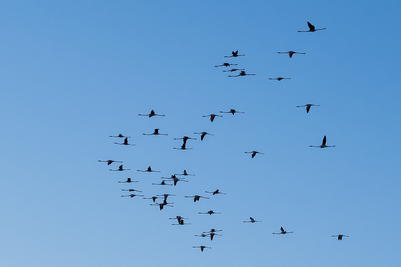 #180283-1 - Greater Flamingos in Flight, Ornithological Park, Camargue, France