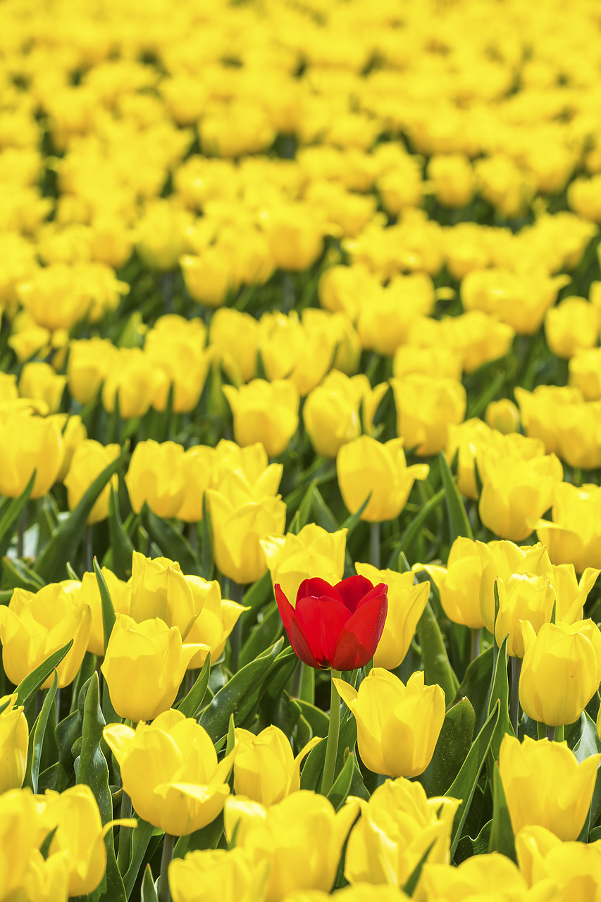 #180362-2 - Single Red Tulip in Field of Yellow Tulips, Abbenes,  Holland, Netherlands