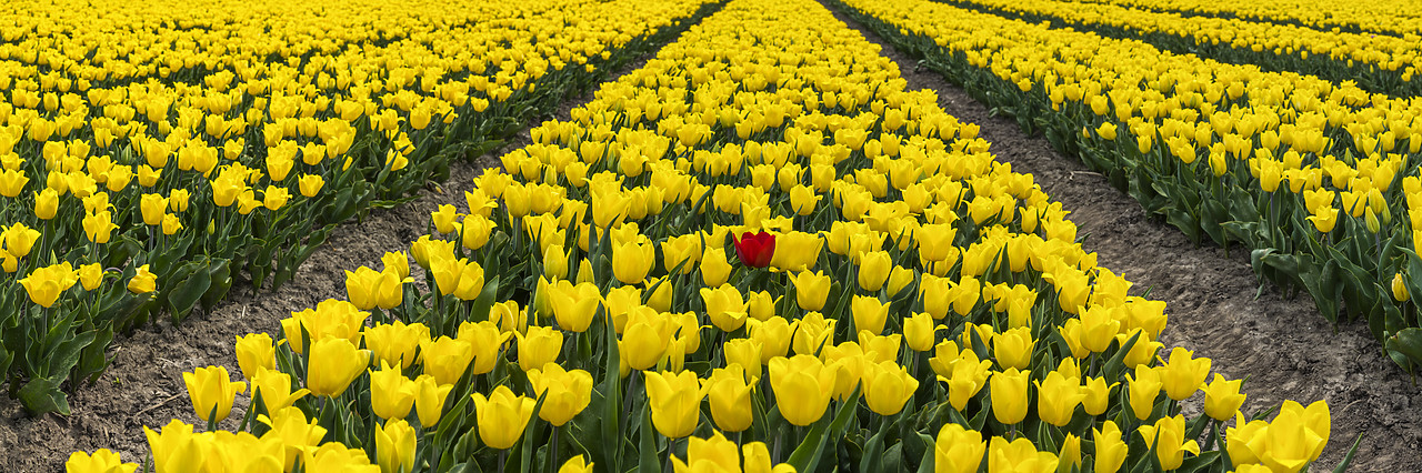 #180363-2 - Single Red Tulip in Field of Yellow Tulips, Abbenes,  Holland, Netherlands