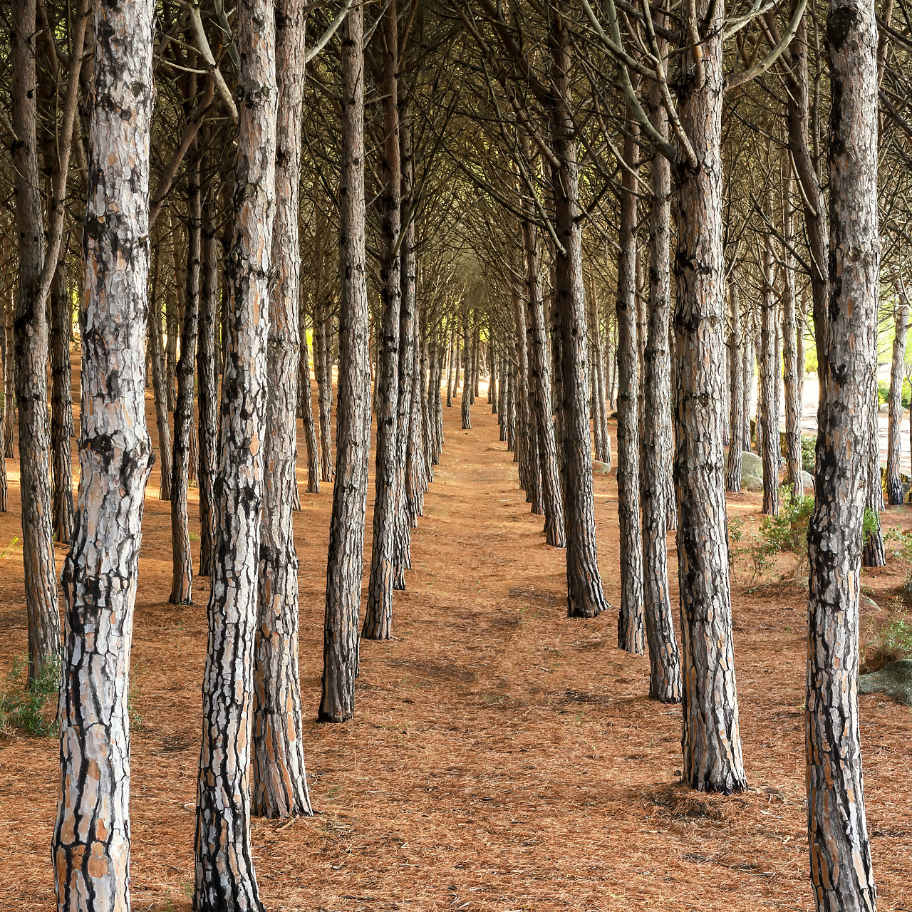 #180373-1 - Pine Trees, Sardinia, Italy