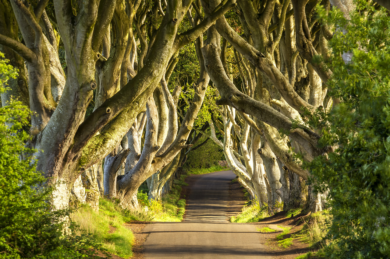 #180390-1 - Dark Hedges, Northern Ireland