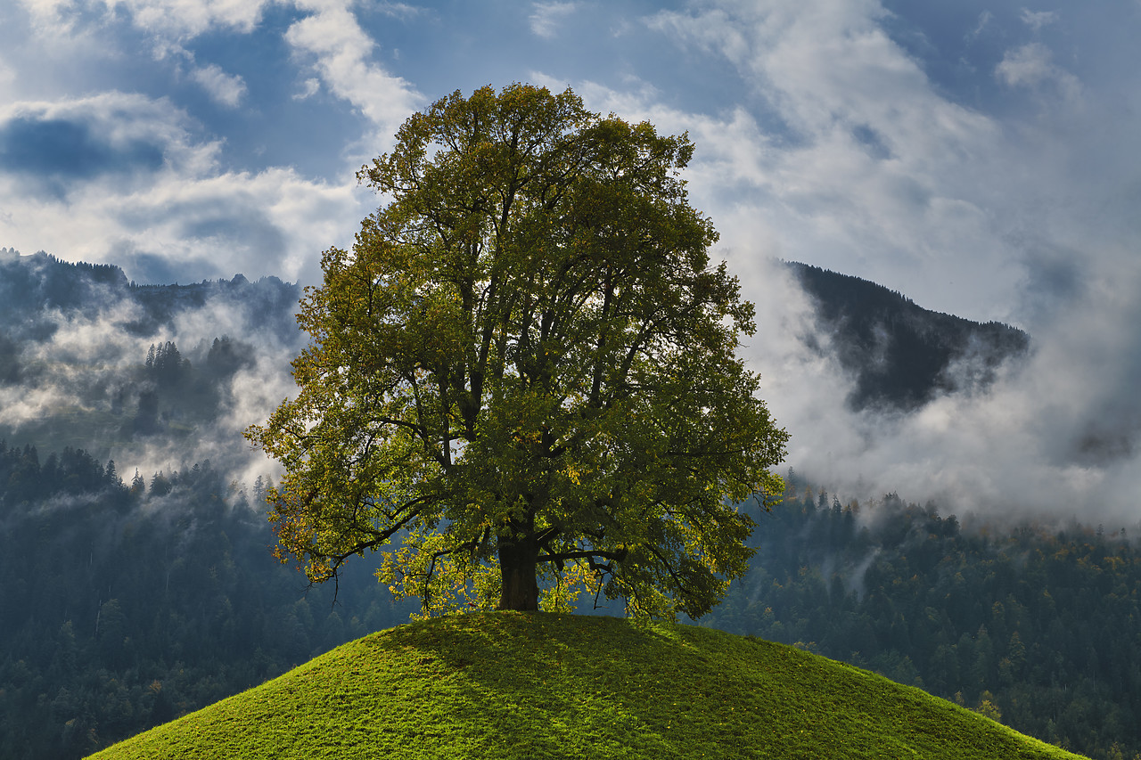 #180430-1 - Lone Tree in Mist, Switzerland