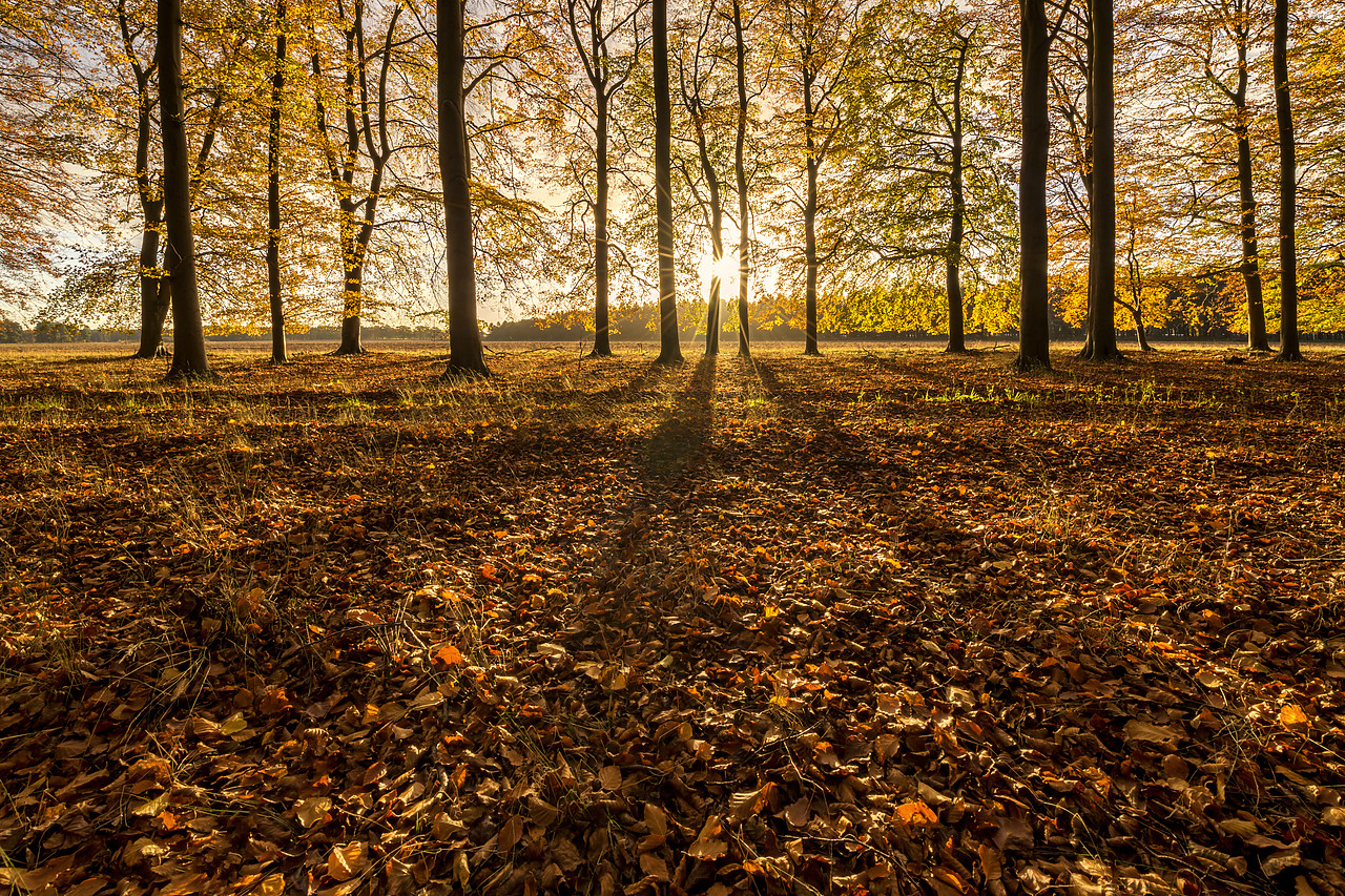 #180506-1 - Beech Wood in Autumn, Thetford Forest, Norfolk, England