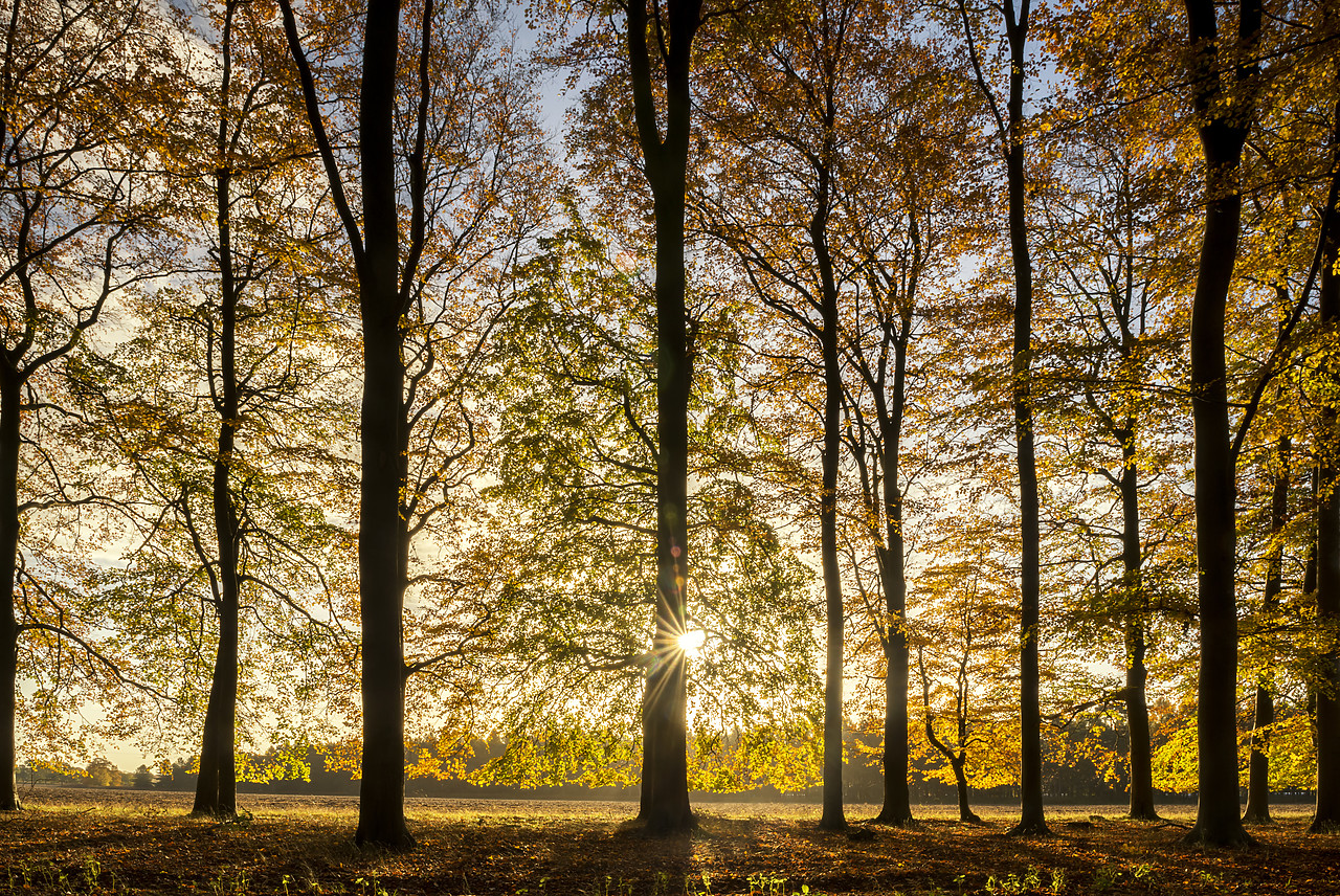 #180507-1 - Beech Wood in Autumn, Thetford Forest, Norfolk, England