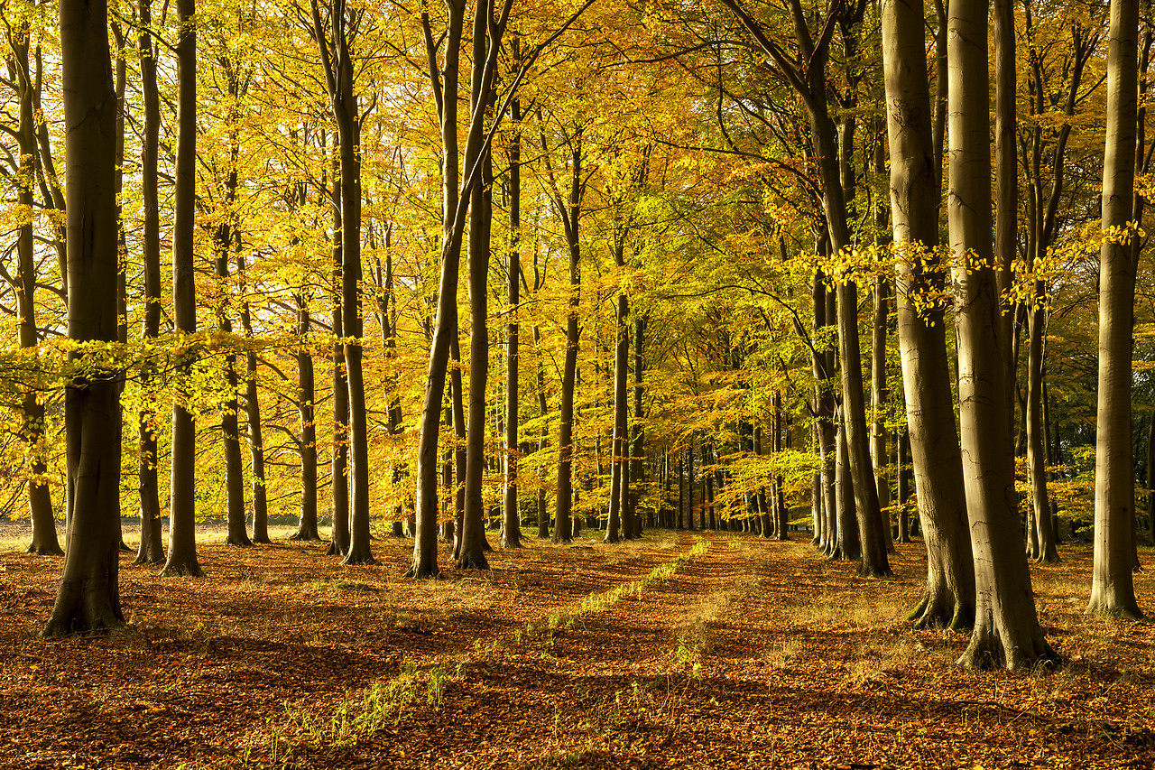 #180509-1 - Beech Wood in Autumn, Thetford Forest, Norfolk, England