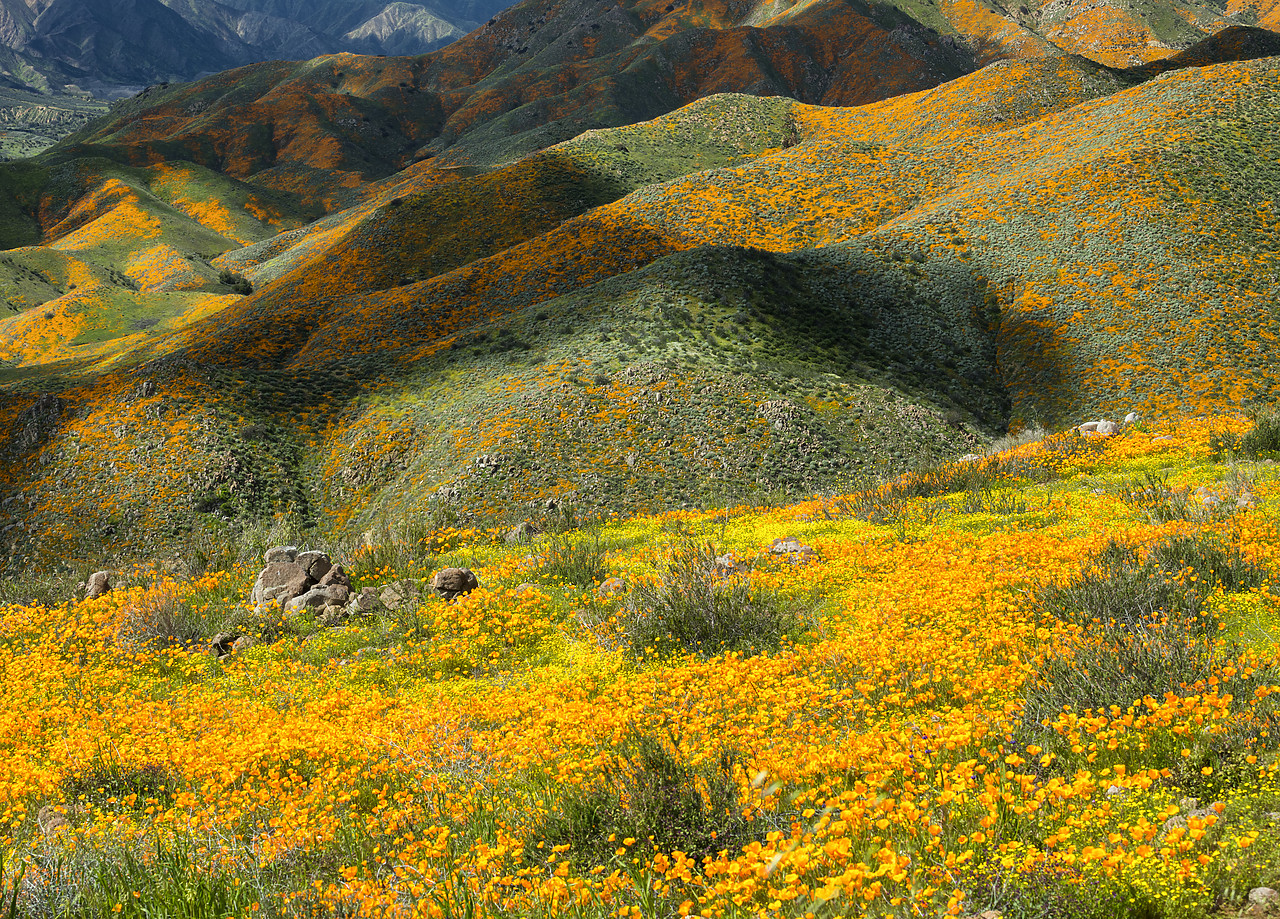 #190050-1 - Super Bloom of California Poppies, near Lake Elsinore, California, USA