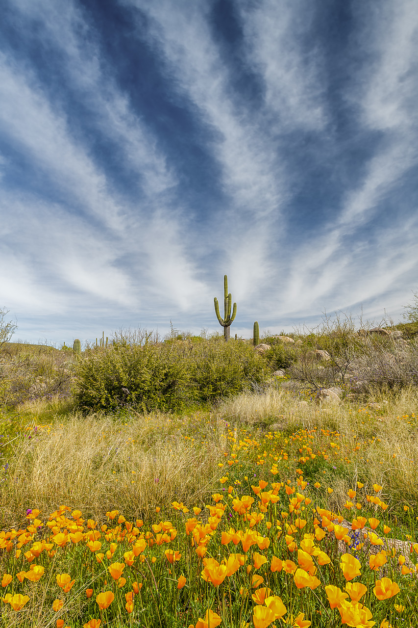 #190079-1 - Cloudscape over Desert, Catalina State Park, Tucson, Arizona, USA