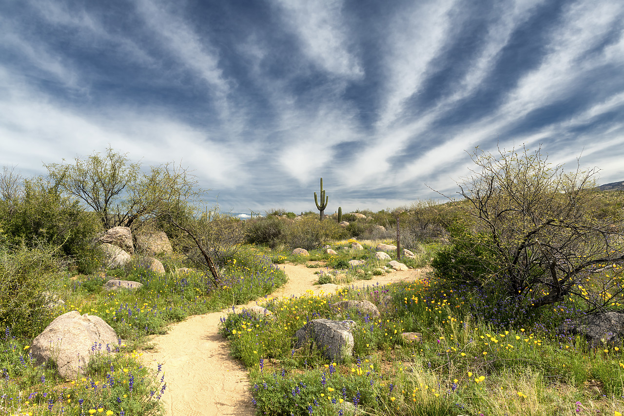 #190080-1 - Path Through Desert, Catalina State Park, Tucson, Arizona, USA