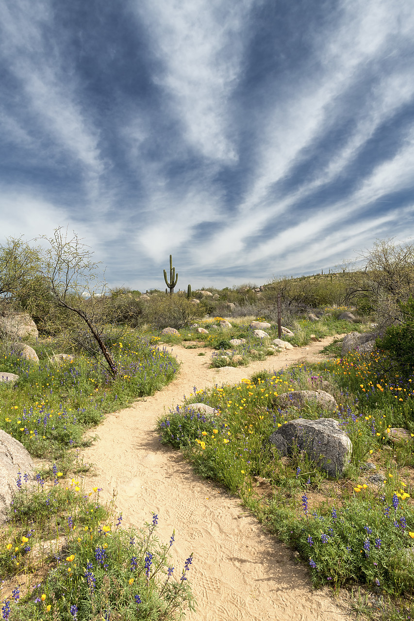 #190080-2 - Path Through Desert, Catalina State Park, Tucson, Arizona, USA