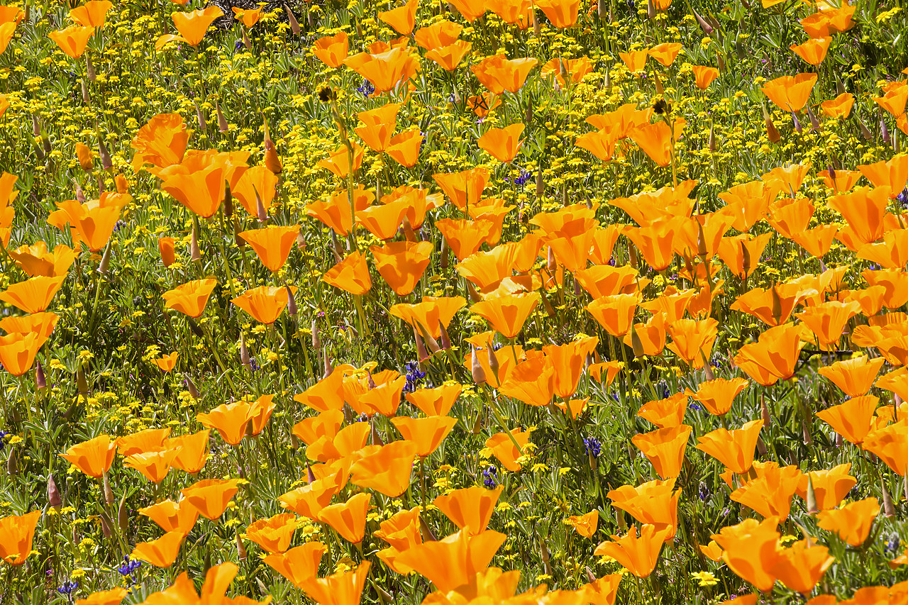 #190082-1 - Super Bloom of California Poppies, Antelope Valley,  California, USA