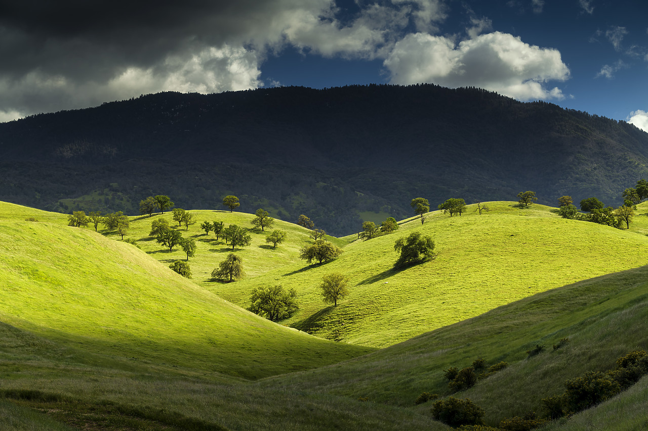 #190129-1 - Valley of Oak Trees, near Keene, California, USA