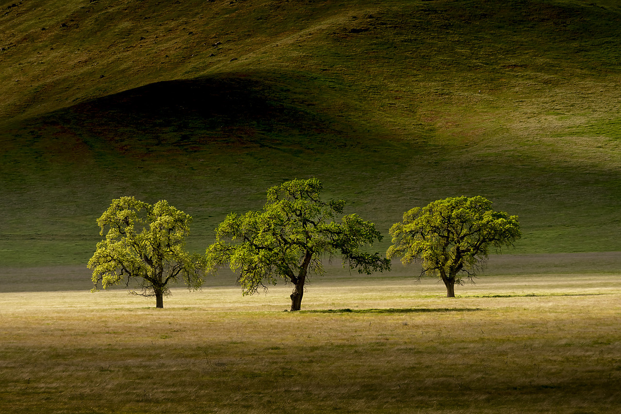 #190130-1 - Three Oak Trees, near Keene, California, USA